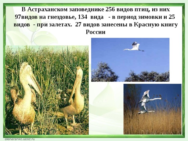 В Астраханском заповеднике 256 видов птиц, из них 97 видов на гнездовье, 134 вида - в период зимовки и 25 видов - при залетах. 27 видов занесены в Красную книгу России 