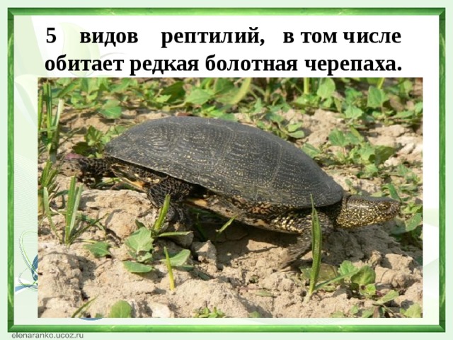 5 видов рептилий, в том числе обитает редкая болотная черепаха.   