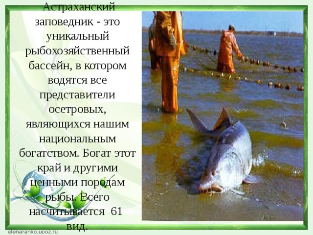  Астраханский заповедник - это уникальный рыбохозяйственный бассейн, в котором водятся все представители осетровых, являющихся нашим национальным богатством.  Богат этот край и другими ценными породам рыбы. Всего насчитывается 61 вид. 
