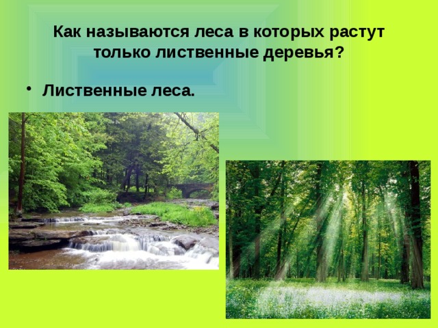 Как называются леса в которых растут только лиственные деревья? Лиственные леса. 