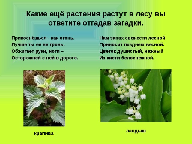 Какие ещё растения растут в лесу вы ответите отгадав загадки. Прикоснёшься - как огонь. Нам запах свежести лесной Лучше ты её не тронь. Приносит позднею весной. Обжигает руки, ноги – Цветок душистый, нежный Осторожней с ней в дороге. Из кисти белоснежной.                      ландыш крапива 
