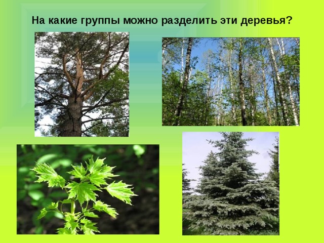 На какие группы можно разделить эти деревья? 