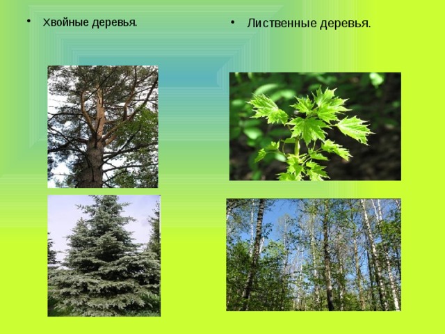 Хвойные деревья. Лиственные деревья. 