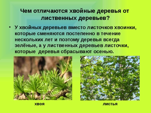 Чем отличаются хвойные деревья от лиственных деревьев? У хвойных деревьев вместо листочков хвоинки, которые сменяются постепенно в течение нескольких лет и поэтому деревья всегда зелёные, а у лиственных деревьев листочки, которые деревья сбрасывают осенью.  хвоя  листья 