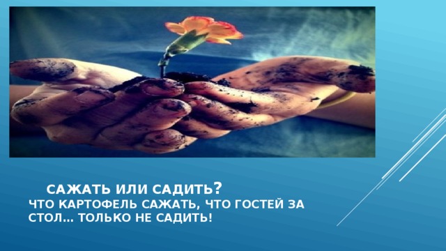  Сажать или садить ?  Что картофель сажать, что гостей за  стол… Только не садить!  