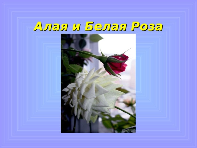 Алая и Белая Роза 