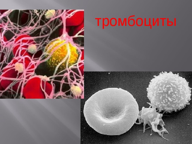 тромбоциты 