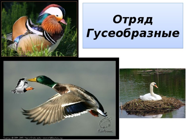 Отряд Гусеобразные 