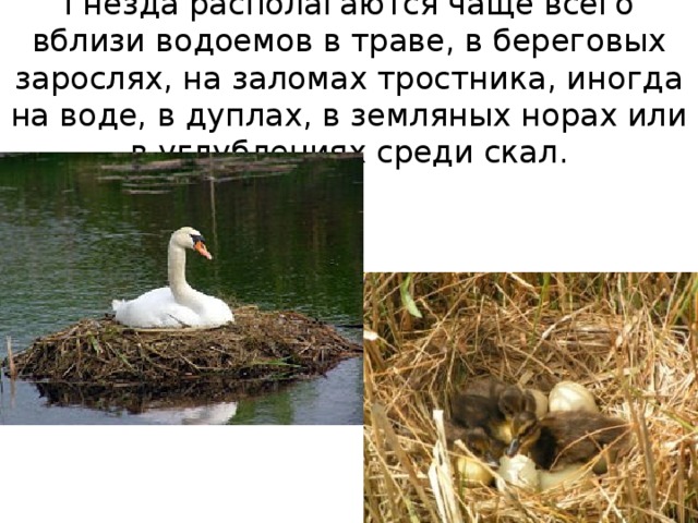 Гнезда располагаются чаще всего вблизи водоемов в траве, в береговых зарослях, на заломах тростника, иногда на воде, в дуплах, в земляных норах или в углублениях среди скал. 