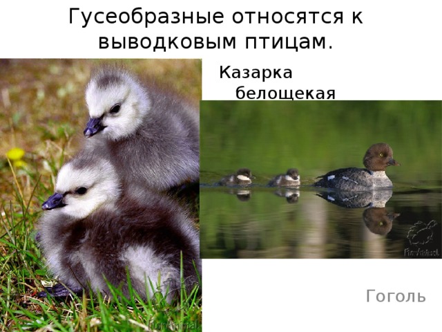 Гусеобразные относятся к выводковым птицам. Казарка белощекая Гоголь 