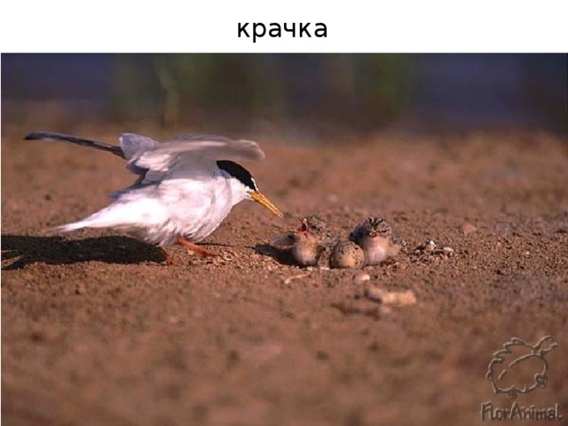 крачка 