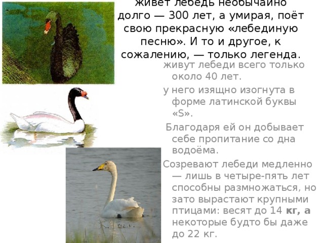живёт лебедь необычайно долго — 300 лет, а умирая, поёт свою прекрасную «лебединую песню». И то и другое, к сожалению, — только легенда. живут лебеди всего только около 40 лет. у него изящно изогнута в форме латинской буквы «S».  Благодаря ей он добывает себе пропитание со дна водоёма. Созревают лебеди медленно — лишь в четыре-пять лет способны размножаться, но зато выра­стают крупными птицами: весят до 14 кг, а некоторые будто бы даже до 22 кг. 