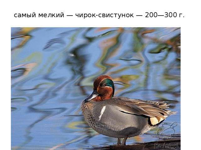 самый мелкий — чирок-свистунок — 200—300 г.   