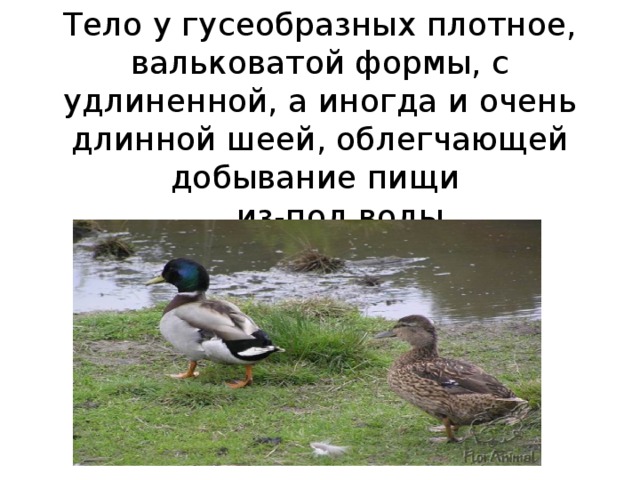 Тело у гусеобразных плотное, вальковатой формы, с удлиненной, а иногда и очень длинной шеей, облегчающей добывание пищи  из-под воды.   