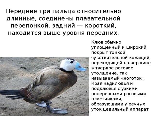       Передние три пальца относительно длинные, соединены плавательной перепонкой, задний — короткий, находится выше уровня передних.      Клюв обычно уплощенный и широкий, покрыт тонкой чувствительной кожицей, переходящей на вершине в твердое роговое утолщение, так называемый «ноготок». Края надклювья и подклювья с узкими поперечными роговыми пластинками, образующими у речных уток цедильный аппарат 