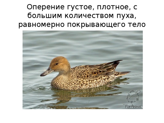 Оперение густое, плотное, с большим количеством пуха, равномерно покрывающего тело 
