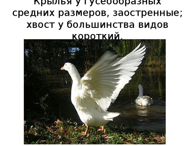 Крылья у гусеообразных средних размеров, заостренные; хвост у большинства видов короткий. 
