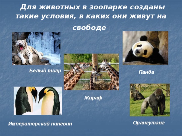  Для животных в зоопарке созданы такие условия, в каких они живут на свободе  Белый тигр Панда Жираф Орангутанг Императорский пингвин 
