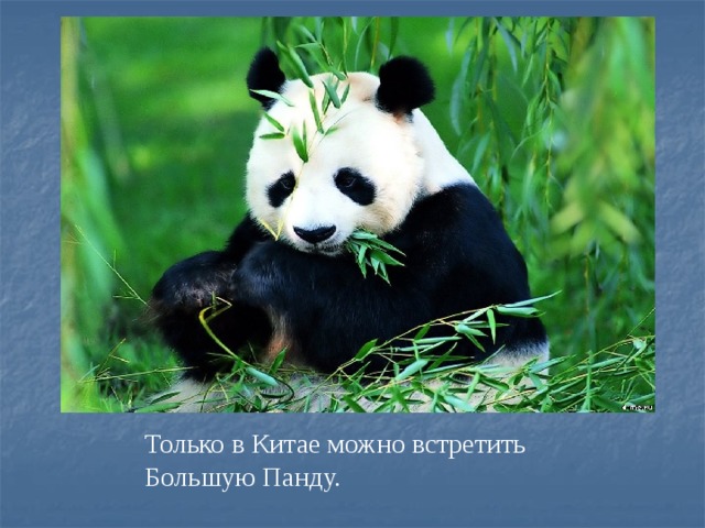 Только в Китае можно встретить Большую Панду. 