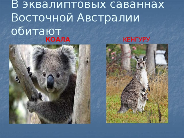 В эквалиптовых саваннах Восточной Австралии обитают  КОАЛА  КЕНГУРУ 