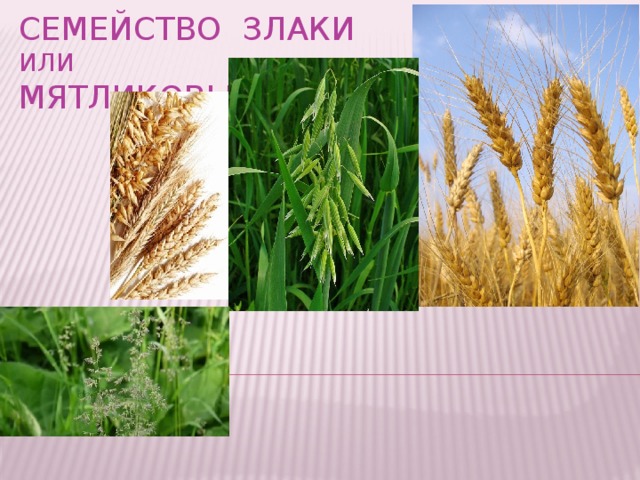 Семейство злаки или  мятликовые 