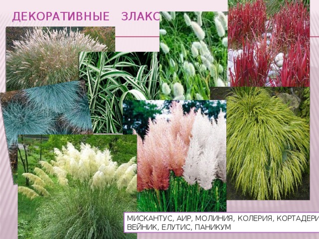 ДЕКОРАТИВНЫЕ ЗЛАКОВЫЕ МИСКАНТУС, АИР, МОЛИНИЯ, КОЛЕРИЯ, КОРТАДЕРИЯ ВЕЙНИК, ЕЛУТИС, ПАНИКУМ 