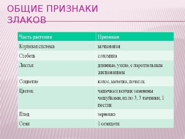 ОБЩИЕ ПРИЗНАКИ ЗЛАКОВ 