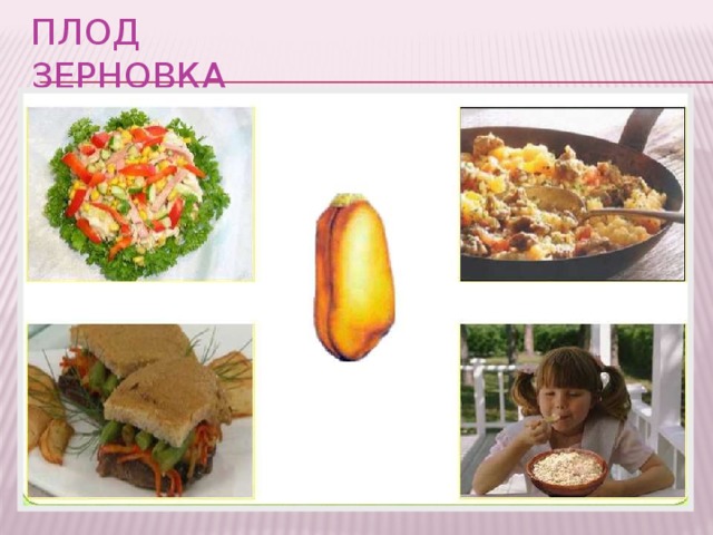 Плод зерновка 