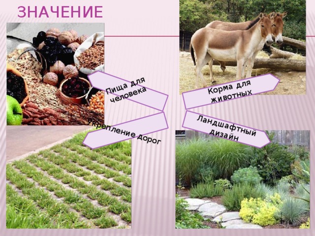 Корма для животных Пища для человека Укрепление дорог Ландшафтный дизайн Значение злаков 