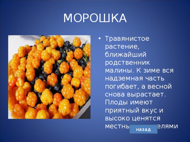 МОРОШКА Травянистое растение, ближайший родственник малины. К зиме вся надземная часть погибает, а весной снова вырастает. Плоды имеют приятный вкус и высоко ценятся местными жителями  назад 