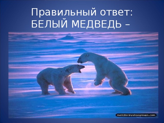 Правильный ответ:  БЕЛЫЙ МЕДВЕДЬ – 
