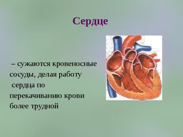 Сердце   – сужаются кровеносные сосуды, делая работу  сердца по перекачиванию крови более трудной 