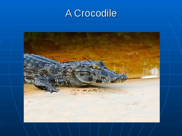 A Crocodile   