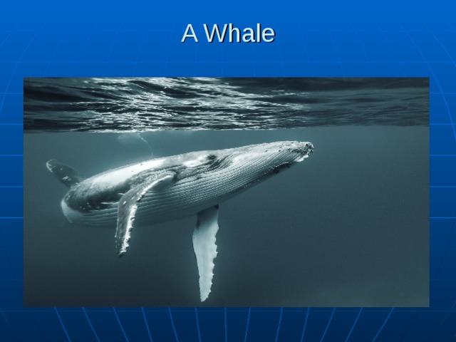 A Whale   