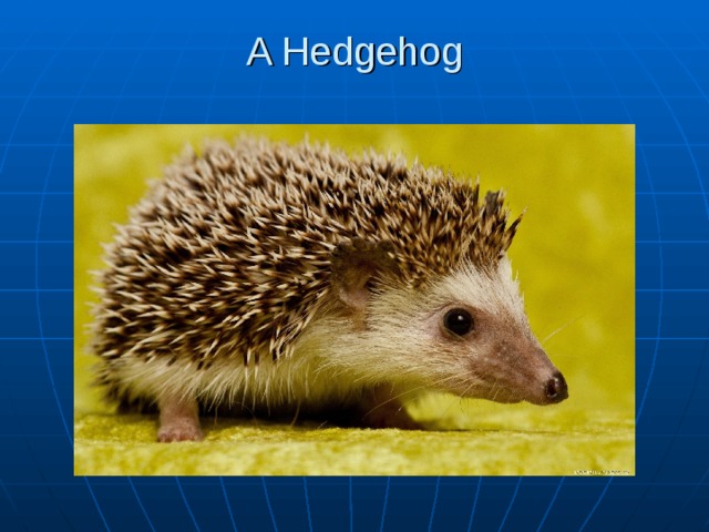 A Hedgehog   