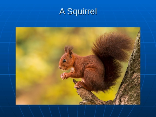 A Squirrel   