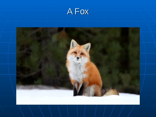 A Fox   