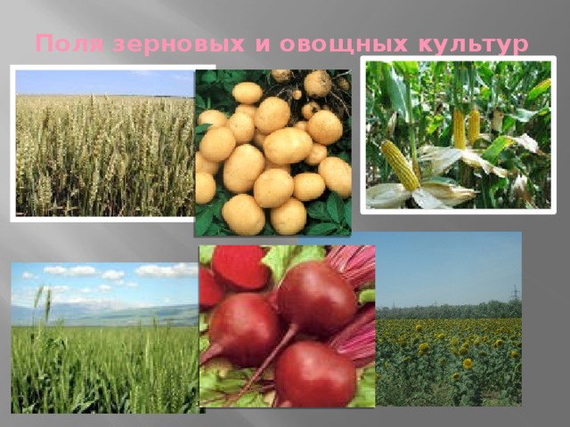 Поля зерновых и овощных культур 
