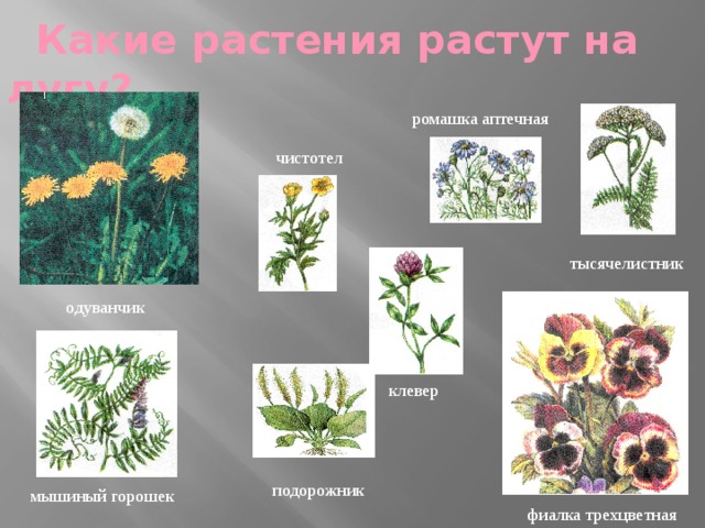  Какие растения растут на лугу? ромашка аптечная чистотел тысячелистник одуванчик клевер подорожник  мышиный горошек фиалка трехцветная 
