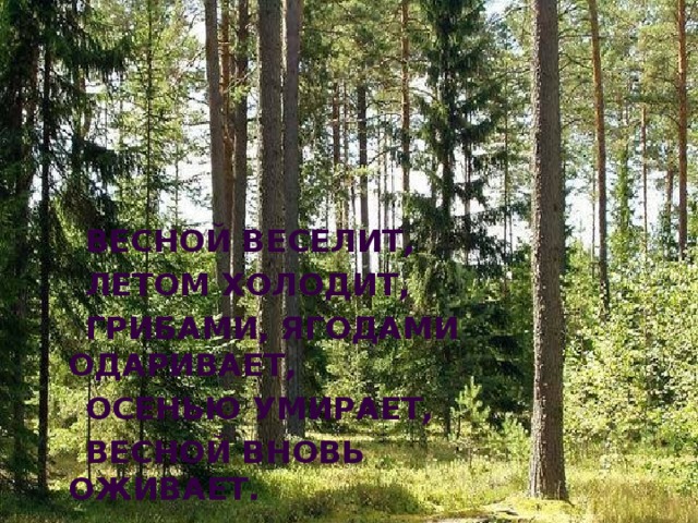  Весной веселит,  Летом холодит,  Грибами, ягодами одаривает,  Осенью умирает,  Весной вновь оживает. 
