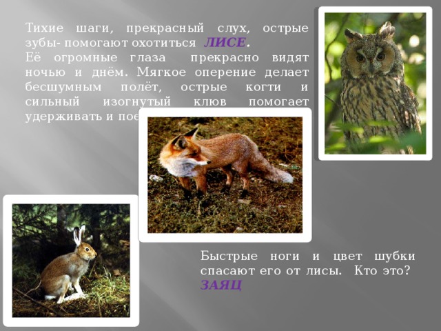 Тихие шаги, прекрасный слух, острые зубы- помогают охотиться ЛИСЕ . Её огромные глаза прекрасно видят ночью и днём. Мягкое оперение делает бесшумным полёт, острые когти и сильный изогнутый клюв помогает удерживать и поедать добычу  СОВЕ . Быстрые ноги и цвет шубки спасают его от лисы.  Кто это? ЗАЯЦ 