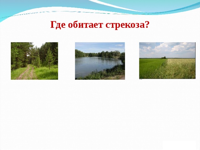 Где обитает стрекоза? 