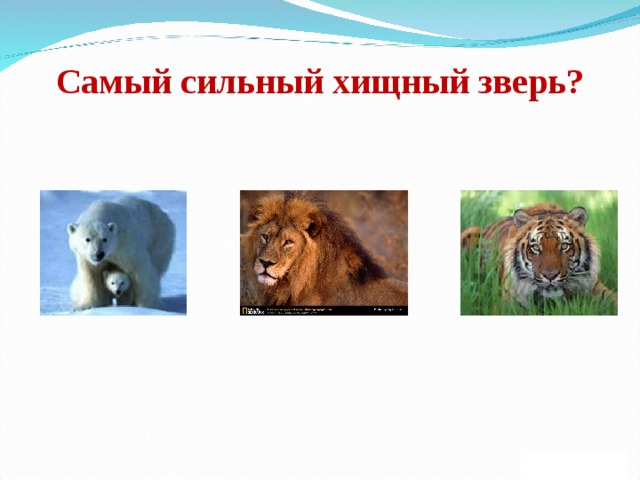 Самый сильный хищный зверь? 