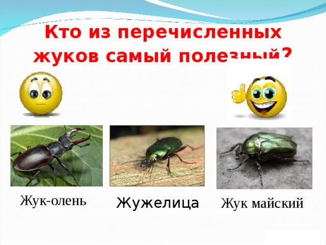 Кто из перечисленных жуков самый полезный ? Жук-олень Жук майский Жужелица 
