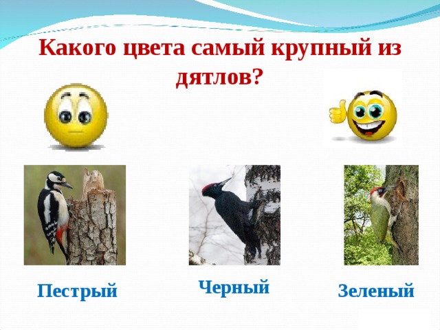 Какого цвета самый крупный из дятлов? Черный Пестрый Зеленый 