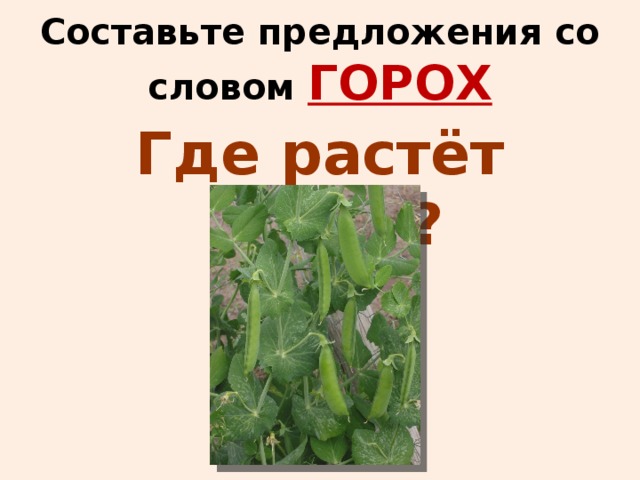 Составьте предложения со словом ГОРОХ Где растёт горох?   