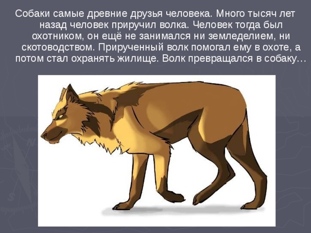 Собаки самые древние друзья человека. Много тысяч лет назад человек приручил волка. Человек тогда был охотником, он ещё не занимался ни земледелием, ни скотоводством. Прирученный волк помогал ему в охоте, а потом стал охранять жилище. Волк превращался в собаку… 