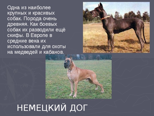  Одна из наиболее крупных и красивых собак. Порода очень древняя. Как боевых собак их разводили ещё скифы. В Европе в средние века их использовали для охоты на медведей и кабанов. НЕМЕЦКИЙ ДОГ 