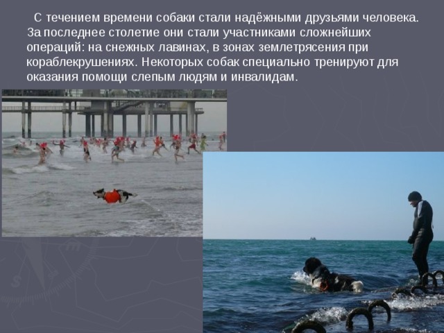  С течением времени собаки стали надёжными друзьями человека. За последнее столетие они стали участниками сложнейших операций: на снежных лавинах, в зонах землетрясения при кораблекрушениях. Некоторых собак специально тренируют для оказания помощи слепым людям и инвалидам. 