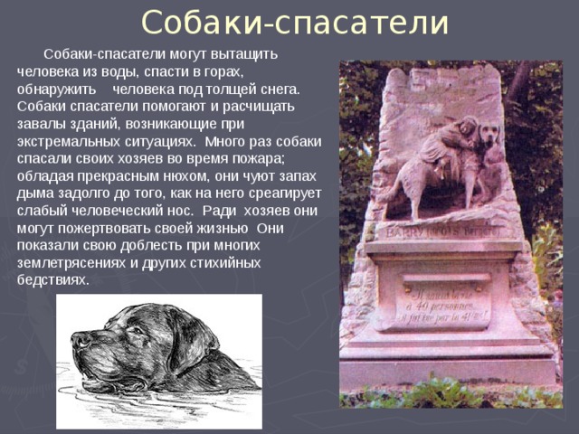 Собаки-спасатели  Собаки-спасатели могут вытащить человека из воды, спасти в горах, обнаружить    человека под толщей снега. Собаки спасатели помогают и расчищать завалы зданий, возникающие при экстремальных ситуациях. Много раз собаки спасали своих хозяев во время пожара; обладая прекрасным нюхом, они чуют запах дыма задолго до того, как на него среагирует слабый человеческий нос. Ради  хозяев они могут пожертвовать своей жизнью Они показали свою доблесть при многих землетрясениях и других стихийных бедствиях.   